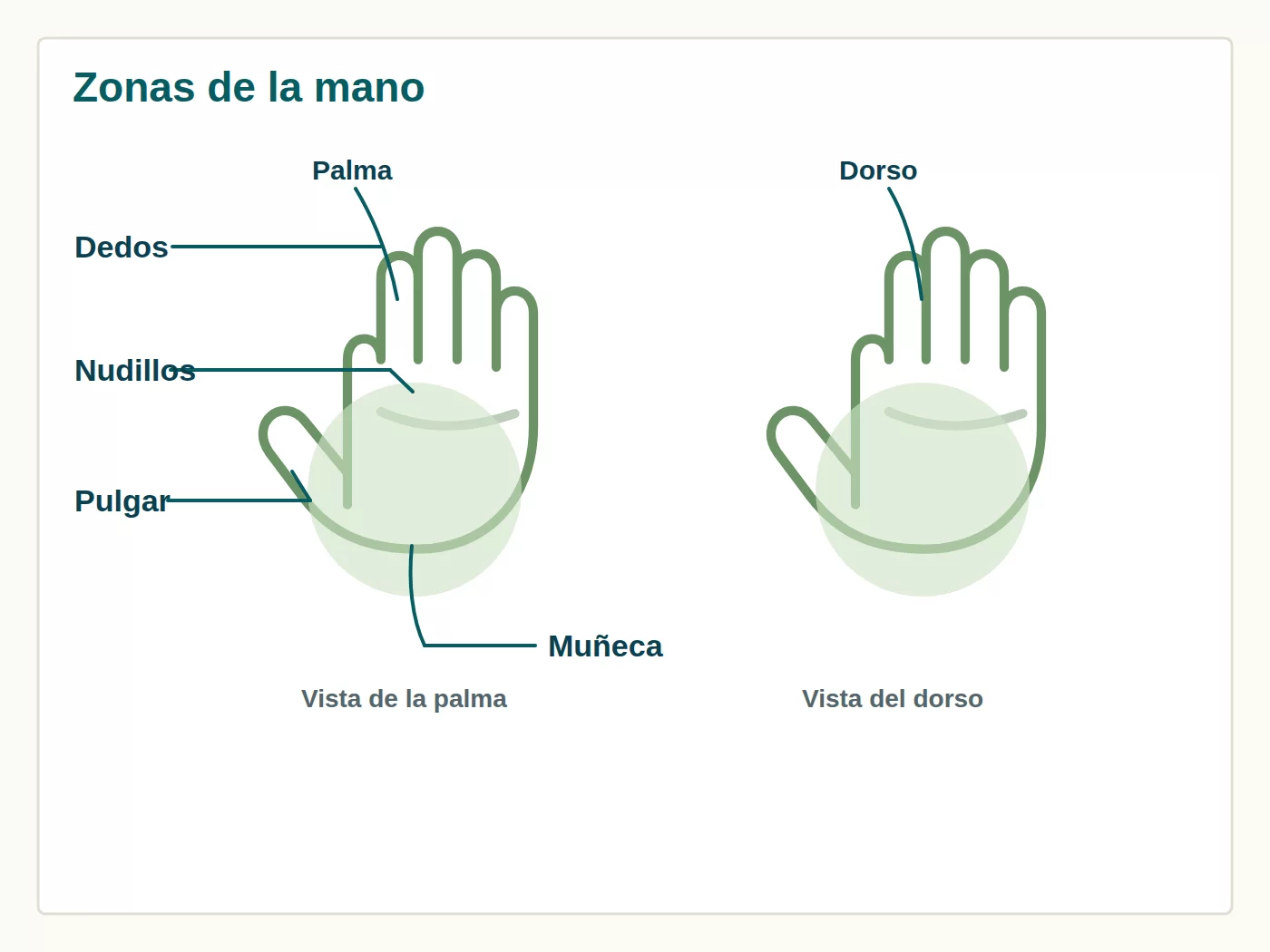 Zonas de la mano donde puede aparecer dolor, como dedos, nudillos, pulgar, palma y muñeca.