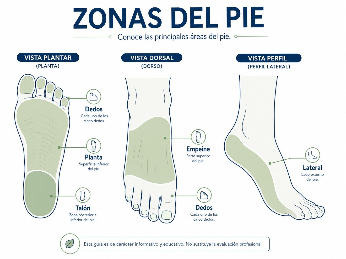 Zonas del pie: talón, planta, empeine, dedos y lateral.
